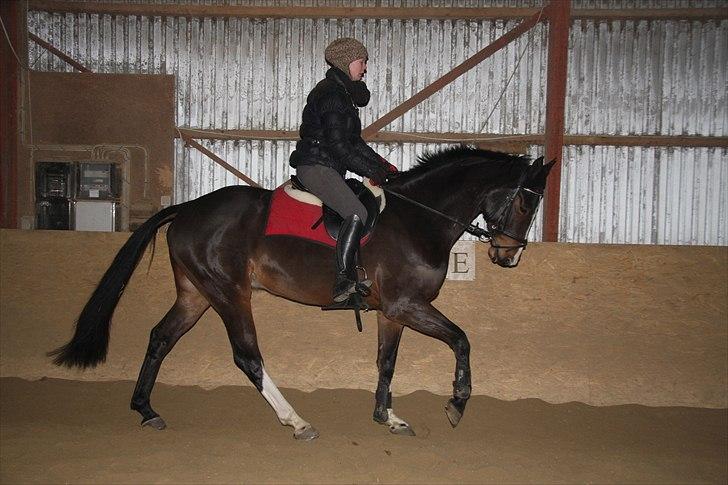 Anden særlig race Conan - - Billedet er fra da jeg lige havde fået ham. billede 4