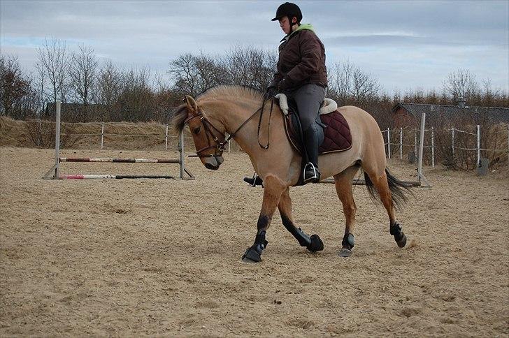 Anden særlig race Freja billede 10