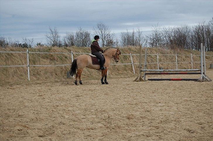 Anden særlig race Freja billede 12