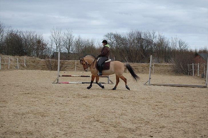 Anden særlig race Freja billede 15