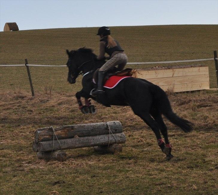 Anden særlig race Thorndals Alpha. - Military <3 billede 3