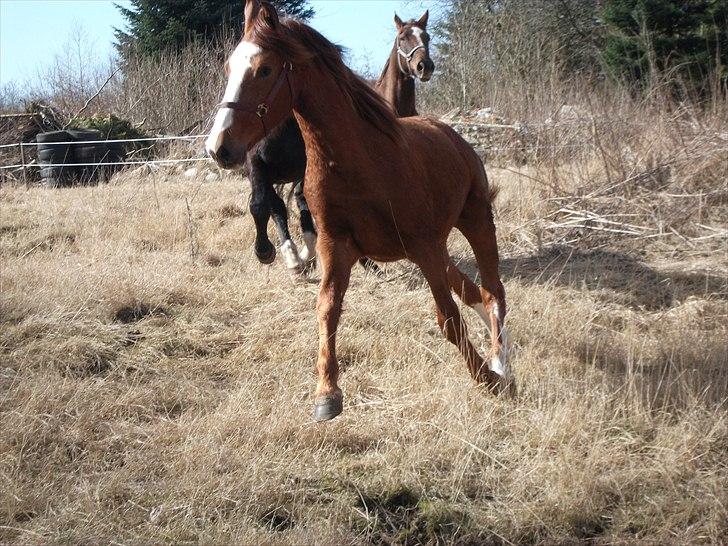 Anden særlig race Erika billede 6
