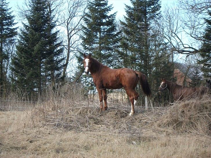 Anden særlig race Erika billede 7