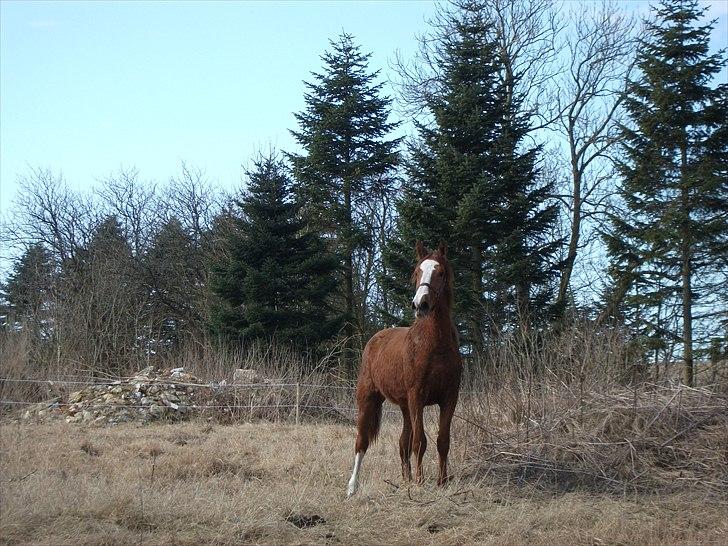 Anden særlig race Erika billede 8