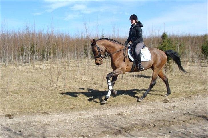 Dansk Varmblod RayPawers Heart of Pride - Pride. Elsker en galop ud i naturen. billede 1