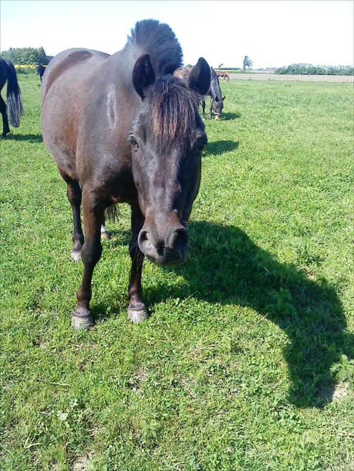 New Forest Lindholms Micky - Micky<3. billede 3