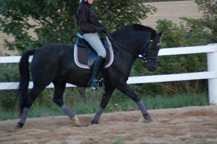 New Forest Lindholms Micky - Micky<3. billede 8