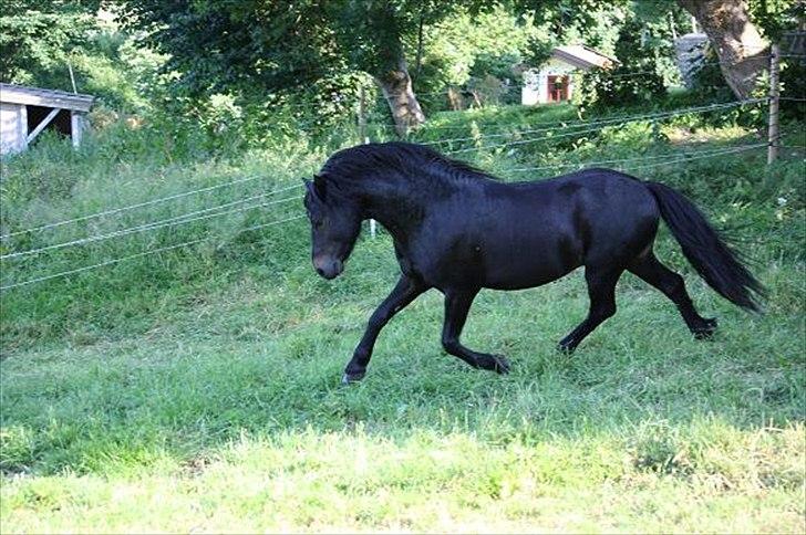 Dartmoor Balou - Blær! billede 3