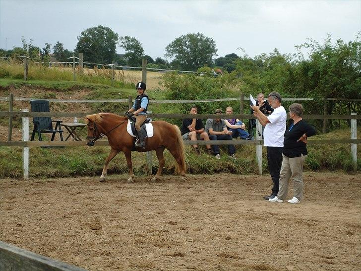 Islænder Siggin a Hvolbæk <3 - Til sommersjov :D <3 billede 12