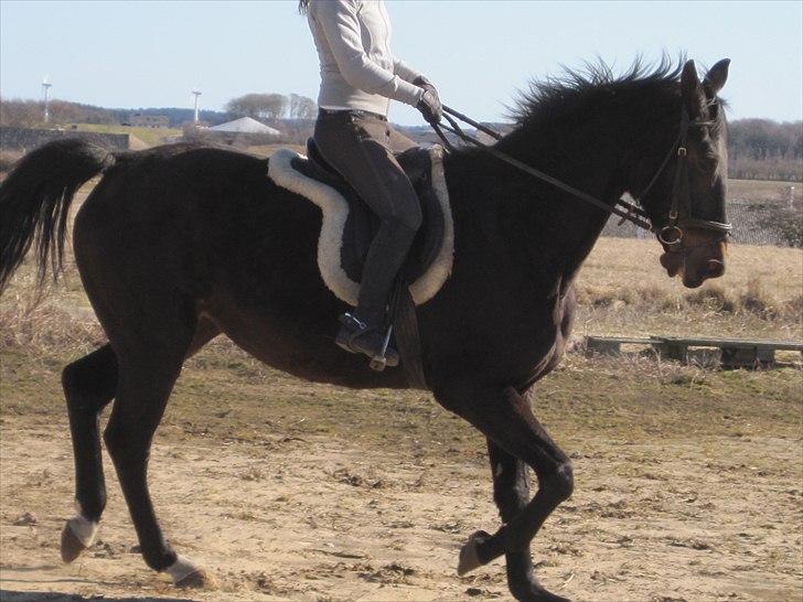 Trakehner LG A-Ziki billede 7