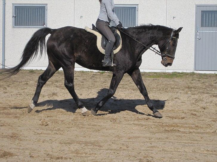 Trakehner LG A-Ziki billede 8