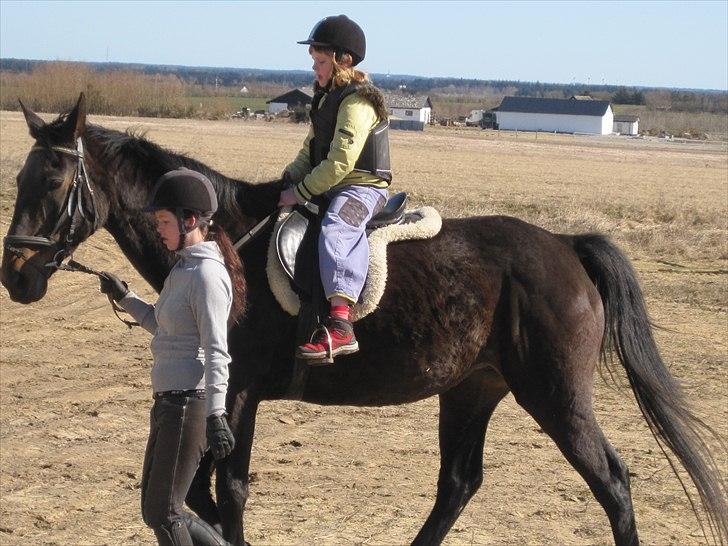 Trakehner LG A-Ziki billede 9