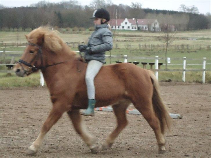 Islænder Siggin a Hvolbæk <3 - hun er svær at tage billeder af fordi det går så hurtigt :) billede 13