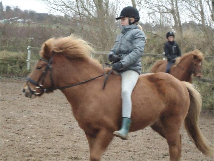 Islænder Siggin a Hvolbæk <3 - hun stiller sig flot der :) billede 14