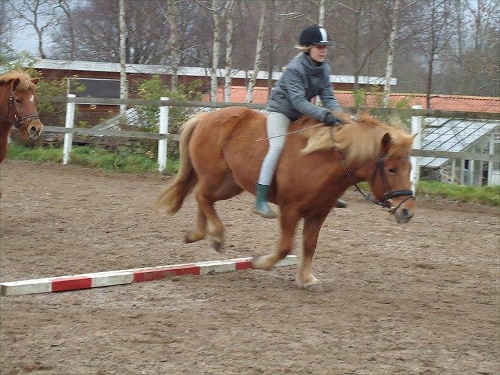Islænder Siggin a Hvolbæk <3 - juhu! billede 15