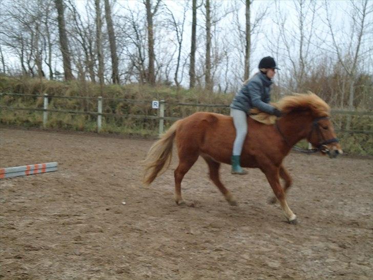 Islænder Siggin a Hvolbæk <3 - der var sq fart på! ;) billede 16