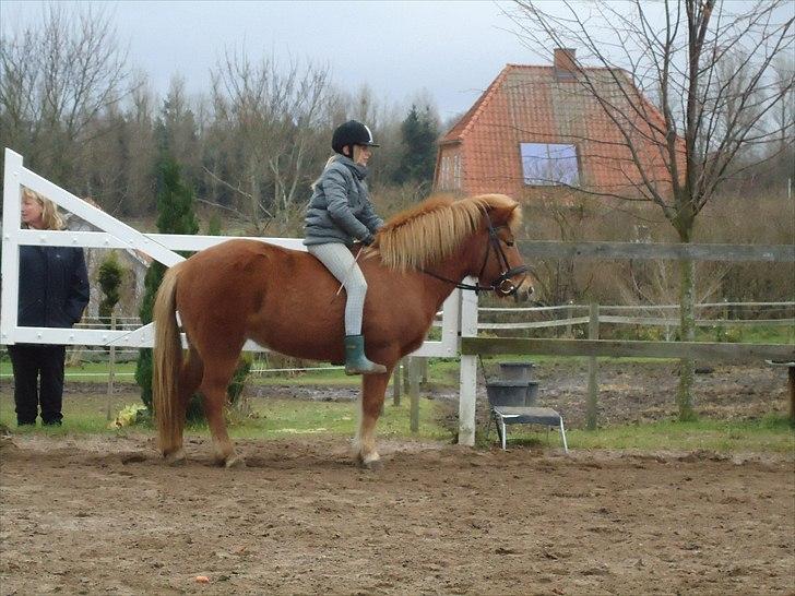 Islænder Siggin a Hvolbæk <3 - Parade <3 billede 17
