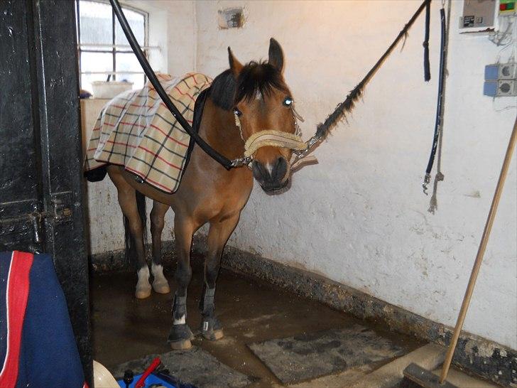 Anden særlig race Frk. Smilla - Med saddel på. Og på vej afsted ud at ride. :) billede 4