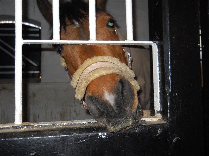 Anden særlig race Frk. Smilla - "Har du mad?!" billede 5