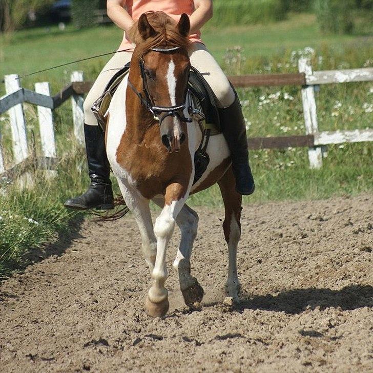 Anden særlig race Bonanza (Solgt)  billede 8