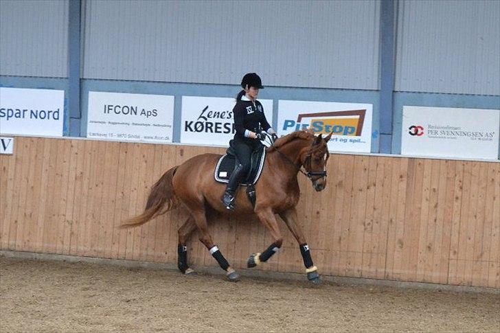 Dansk Varmblod Skikkilds Welthene *RDS og B-hest* - Kursus ved Kurt Christensen. Foto: Trine Reinholt billede 10