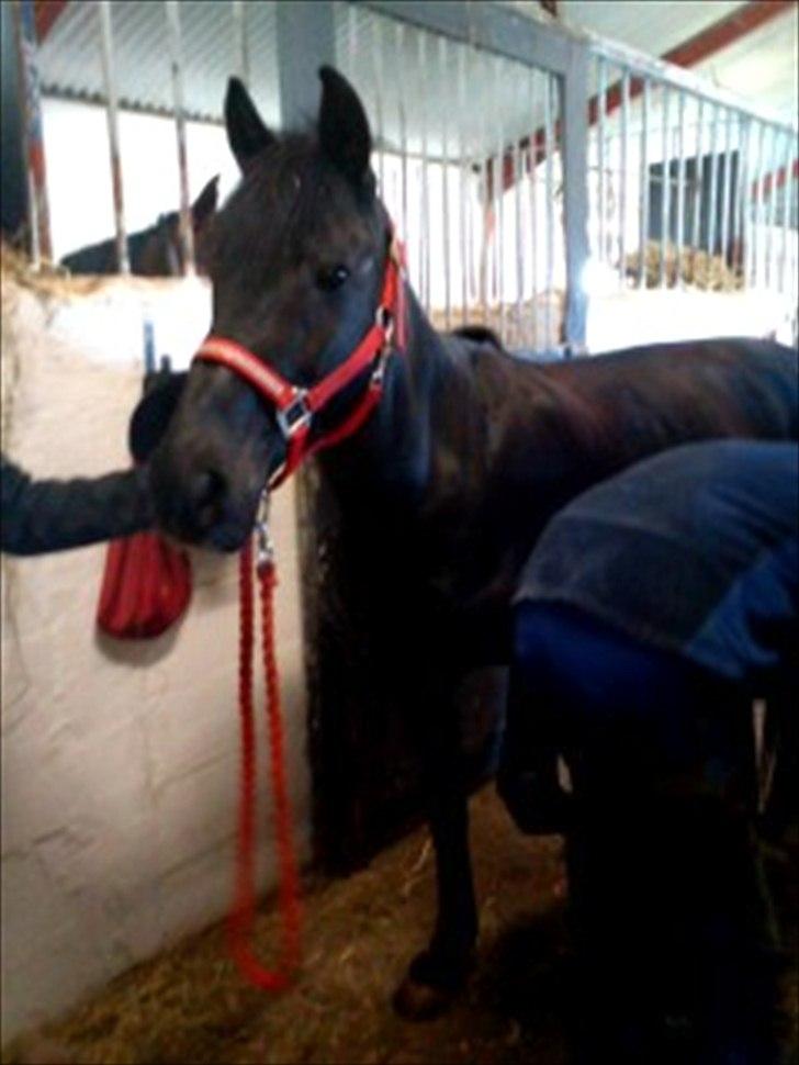 Anden særlig race Dina-SOLGT- - Dina med beslagsmed:) Hun tog det rigtig fint:P billede 7