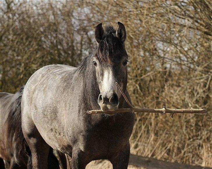 Arabisk fuldblod (OX) Balate - SOLGT  billede 17