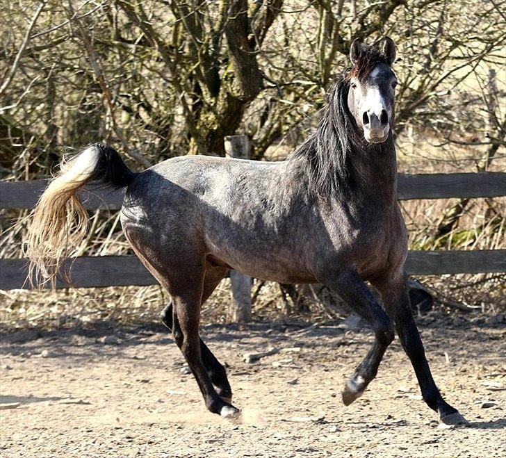 Arabisk fuldblod (OX) Balate - SOLGT  billede 18