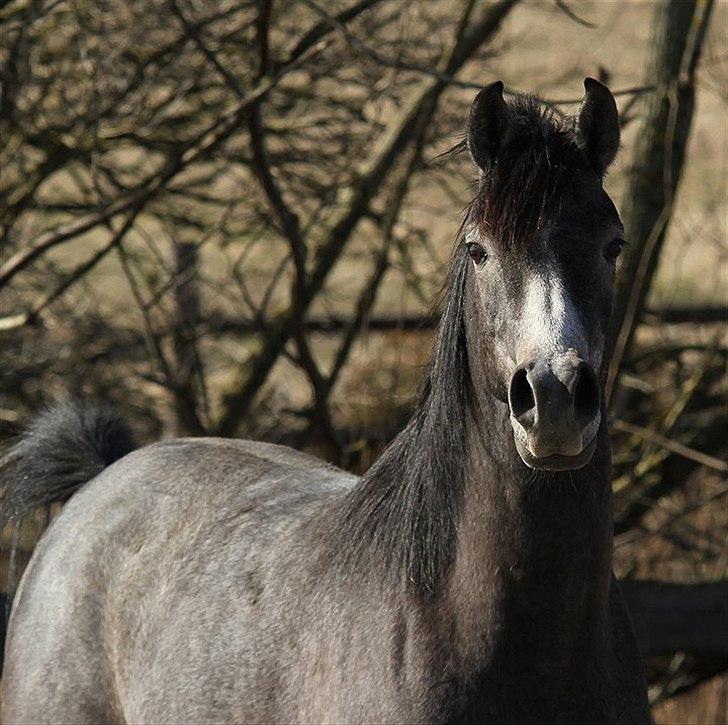 Arabisk fuldblod (OX) Balate - SOLGT  billede 19