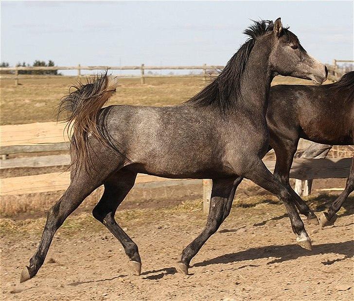 Arabisk fuldblod (OX) Balate - SOLGT  billede 20