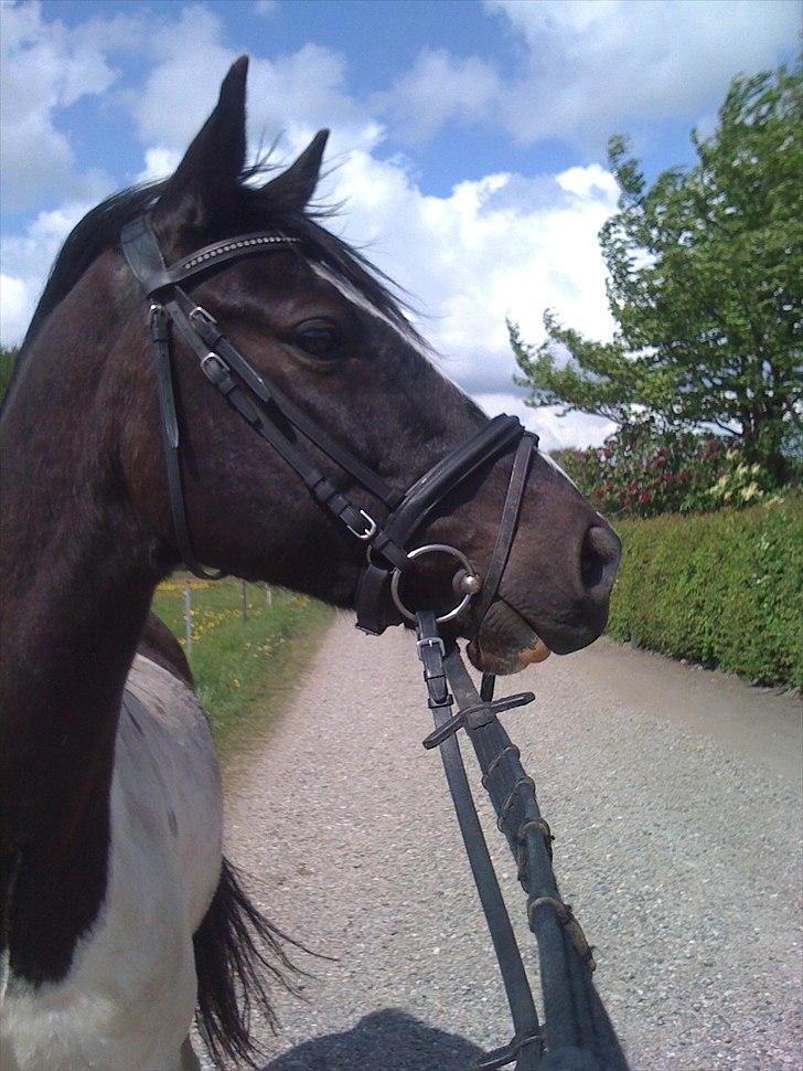Pinto PintoStar (Red)* - <3 billede 1
