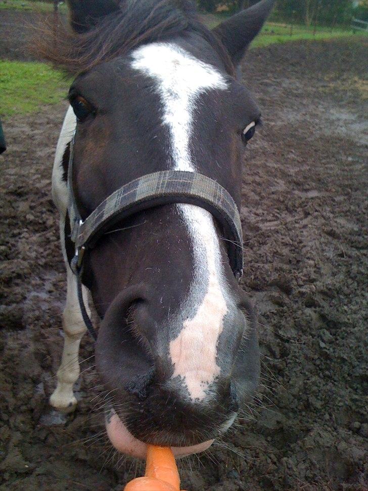 Pinto PintoStar (Red)* - hehe  billede 2