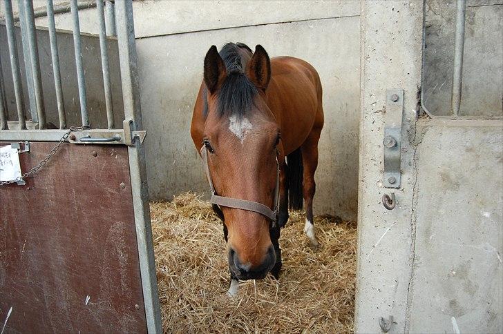 Dansk Varmblod Sundancer billede 7