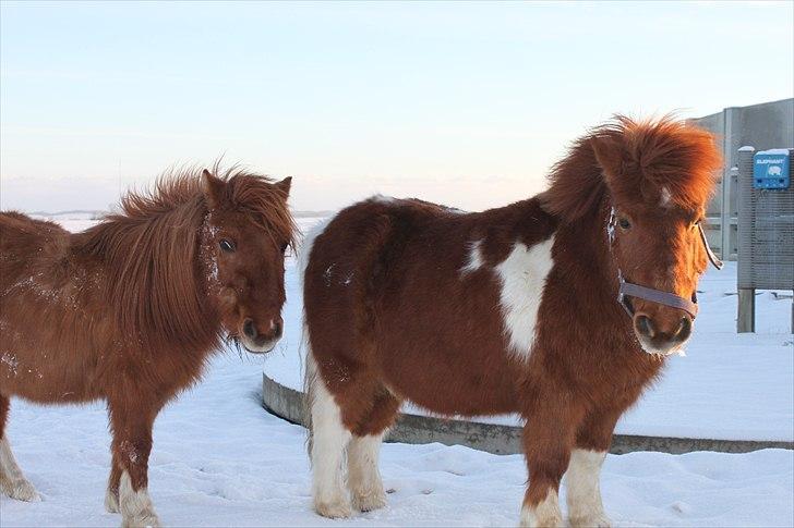 Shetlænder Smølf  billede 20