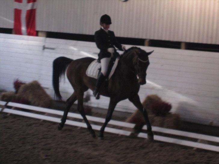 Dansk Varmblod Anja - solgt - Nr. Åby (: billede 10