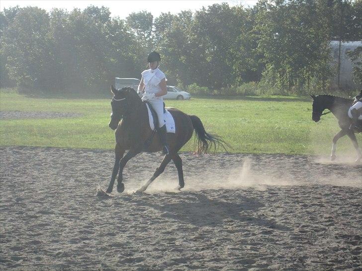 Dansk Varmblod Anja - solgt - Kragelund (: billede 12