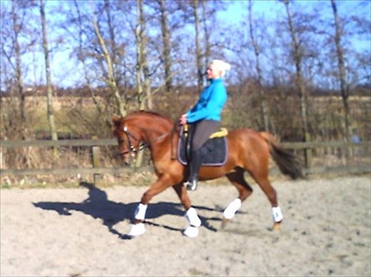 Tysk Sportspony Malibu - 28/03-2011 billede 10