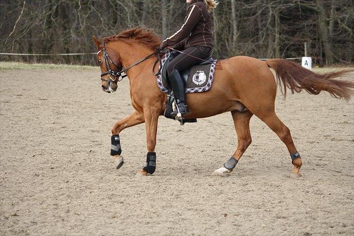 Tysk Sportspony Monte Christo(Solgt) billede 18