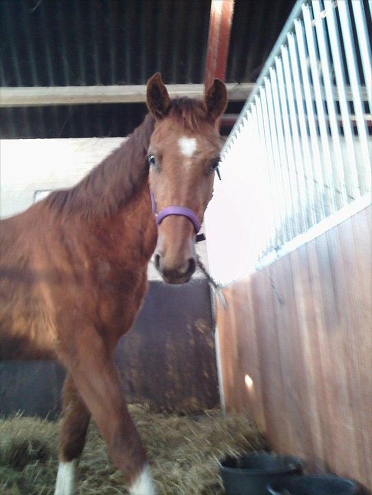 Anden særlig race OFELIA " Himmelhest" billede 8