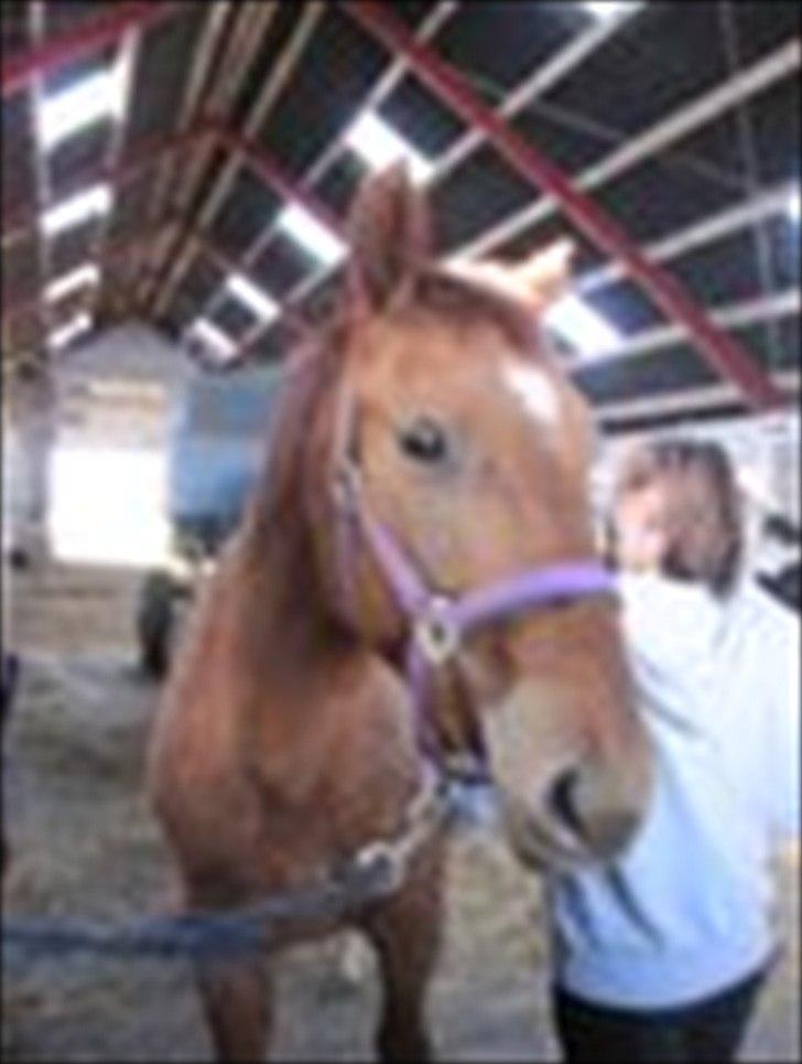 Anden særlig race OFELIA " Himmelhest" billede 9