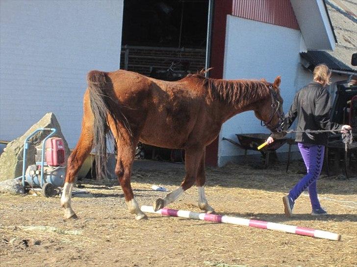 Anden særlig race OFELIA " Himmelhest" billede 10