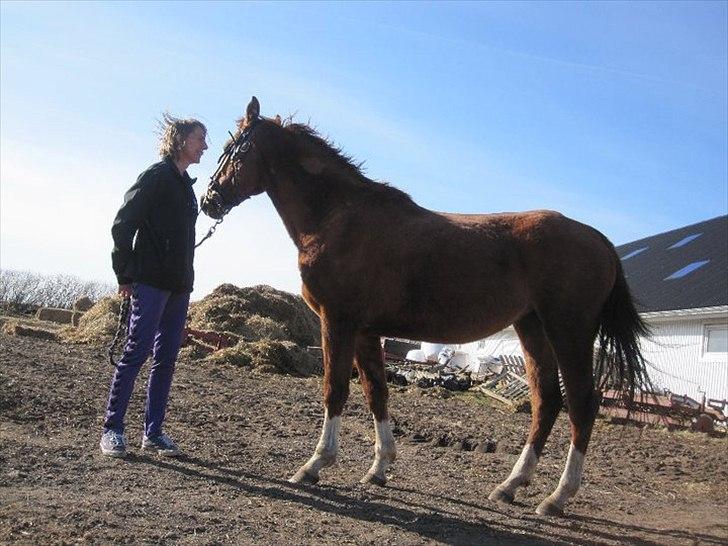 Anden særlig race OFELIA " Himmelhest" billede 11