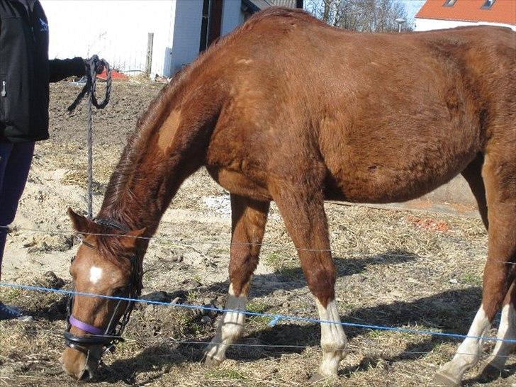 Anden særlig race OFELIA " Himmelhest" billede 12
