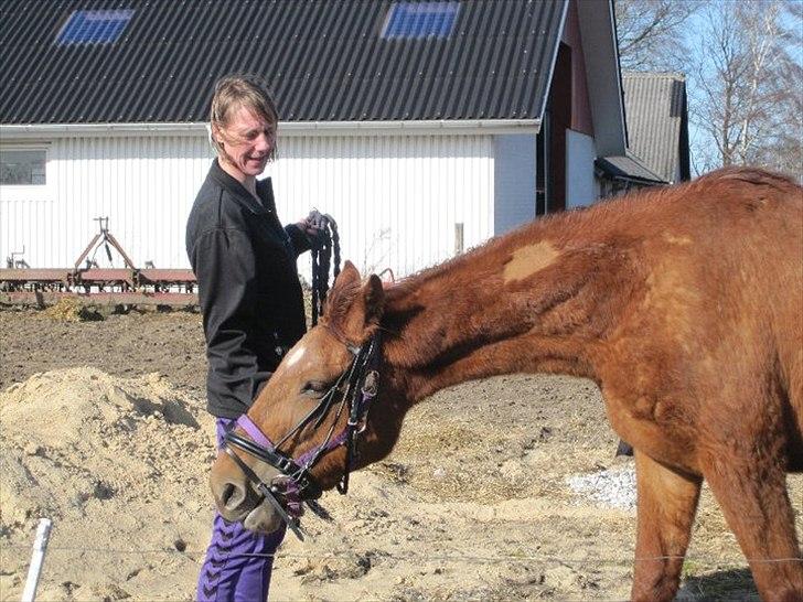 Anden særlig race OFELIA " Himmelhest" billede 13