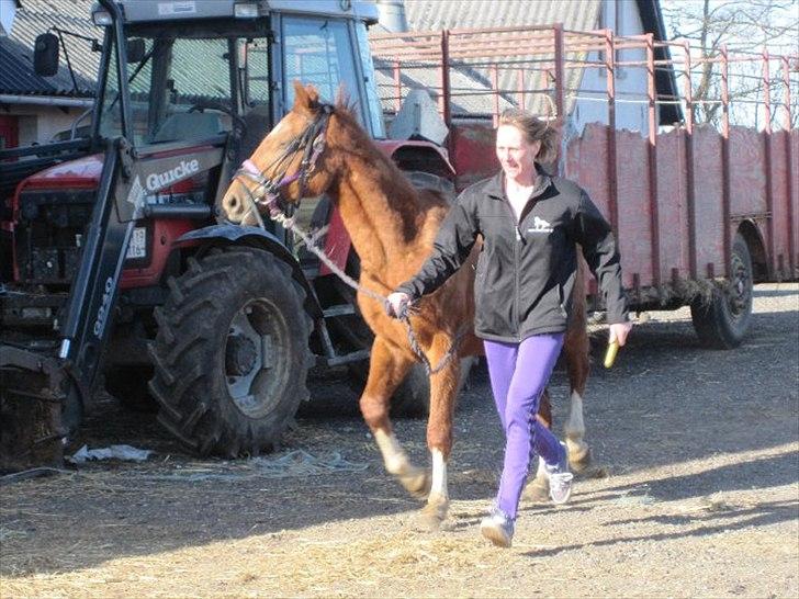 Anden særlig race OFELIA " Himmelhest" billede 14
