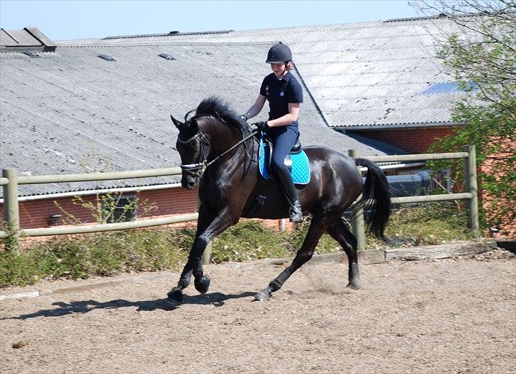 Trakehner  Izzo (1220) af Gadebjerg - <3 billede 15