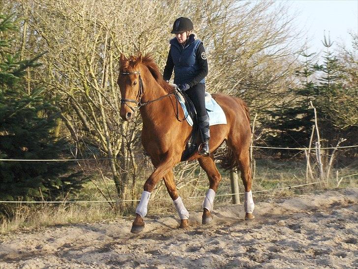 Anden særlig race Sakskærs Anastasia - NYT taget af Louise billede 15