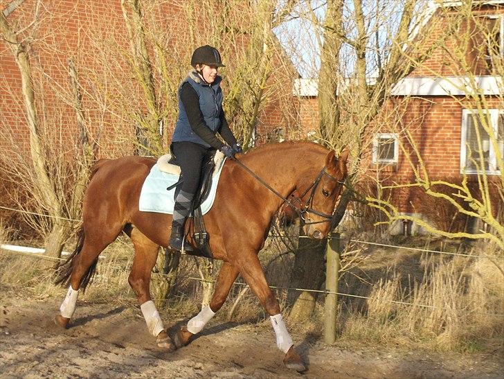 Anden særlig race Sakskærs Anastasia - NYT taget af Louise billede 16