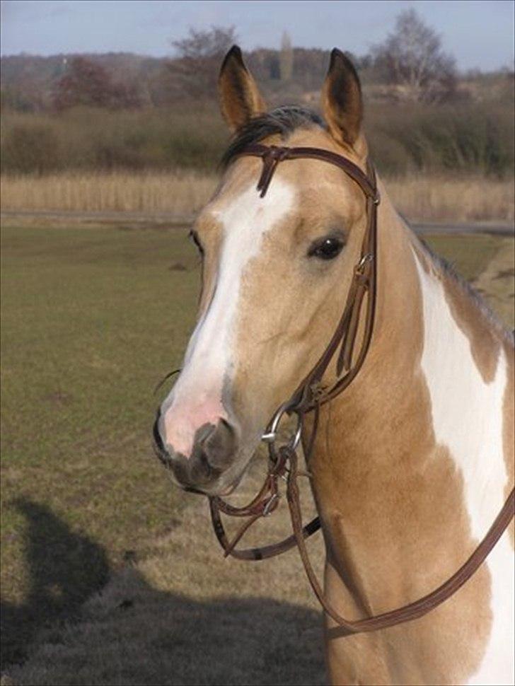 Paint Katies Prescription <3 himmel hest <3  billede 1