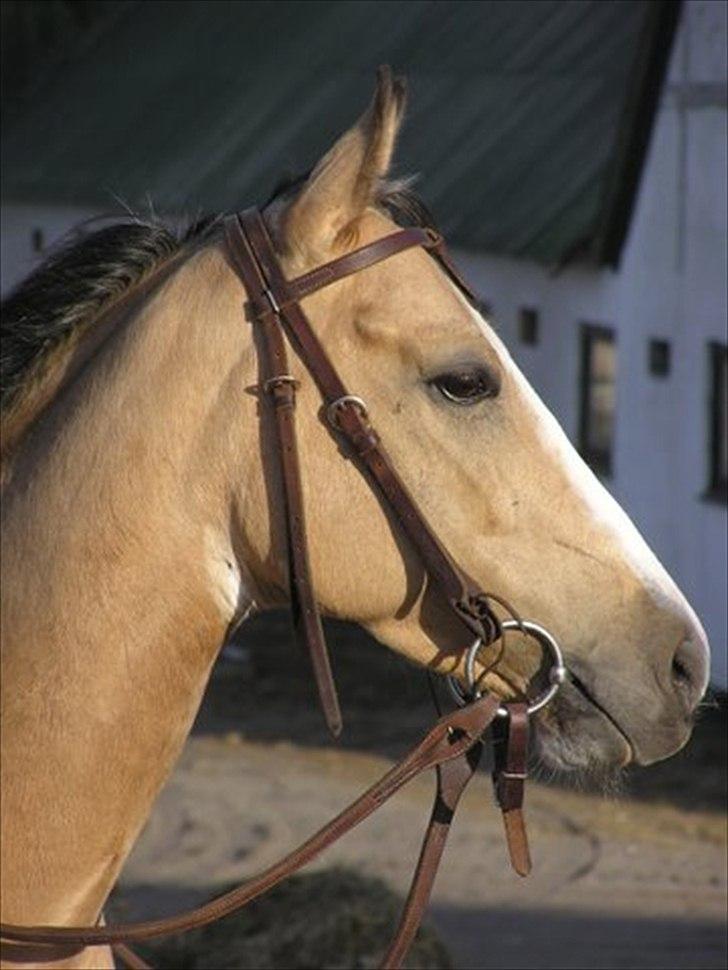 Paint Katies Prescription <3 himmel hest <3  billede 2